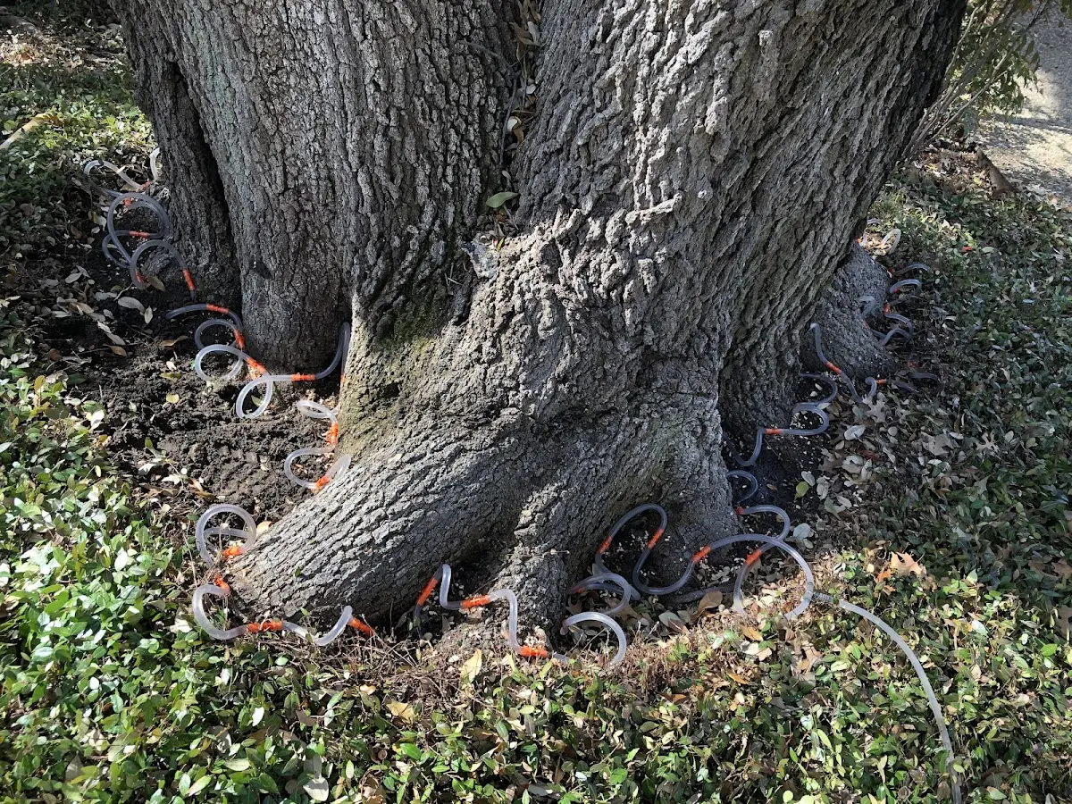 Detailed Tree Cabling and Bracing job site in Papineau