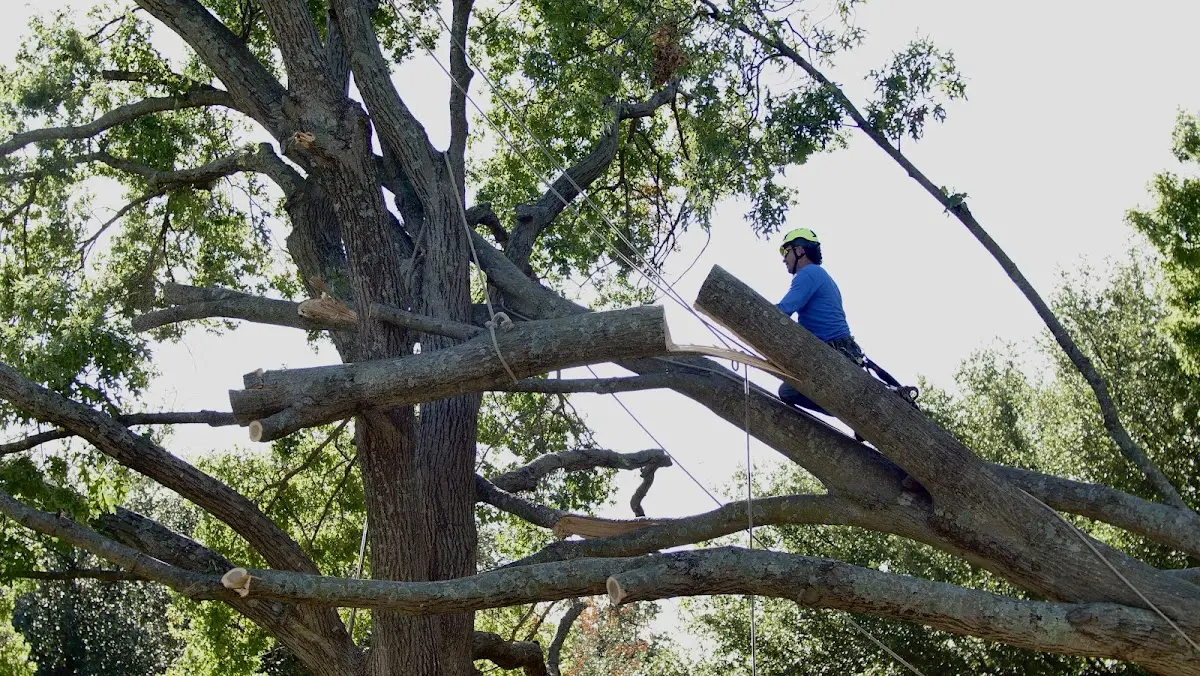 Professional Hazardous Tree Removal performed by certified arborists in Papineau