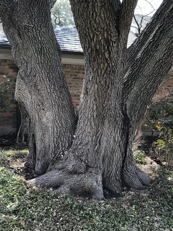 Mature heritage tree close to a Papineau property cared for by certified arborists